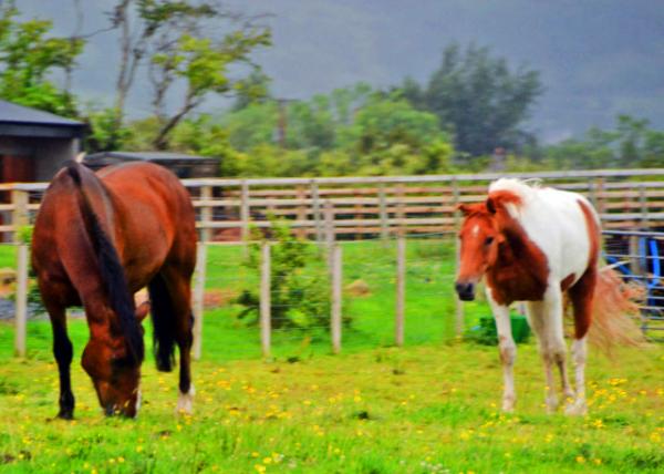 2016-07-11_Animal_Quarter &  Pinto Horses �����������0001.JPG
