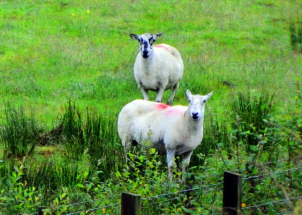 2016-07-11_Animal_Cow Sheep ţ��-10001.JPG