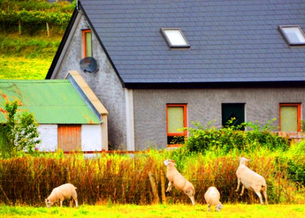 2016-07-11_Animal_Irish Sheep ��������-30001.JPG