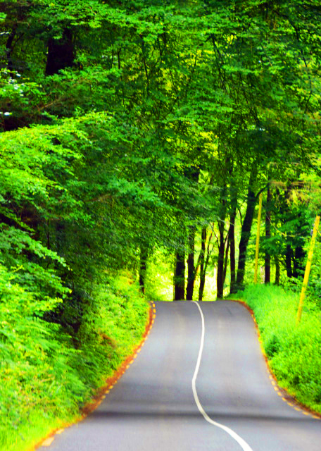 2016-07-10_Dark Hedges-30001.JPG