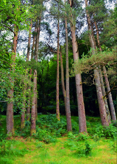 2016-07-10_Glendalough_Shamrock Woodland ��Ҷ���ֵ�0001.JPG