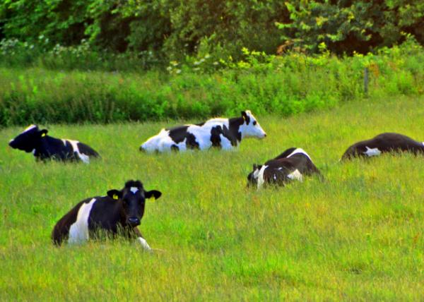 2016-07-10_Wicklow_Holstein Friesian Cattle ������ţ0001.JPG