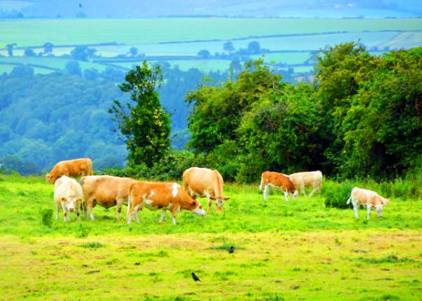 2016-07-10_Wicklow_Montb��liarde Cattle �ɱ����Ƕ�ţ0001.JPG