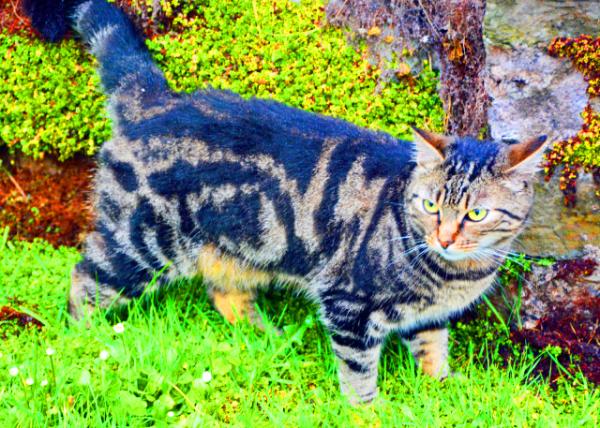 2016-07-09_Kinsale_Civet Cat ��è0001.JPG