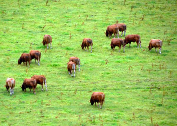 2016-07-09_Blarney Irish Dexter Castle_�������¿�˹��Ⱥ-20001.JPG