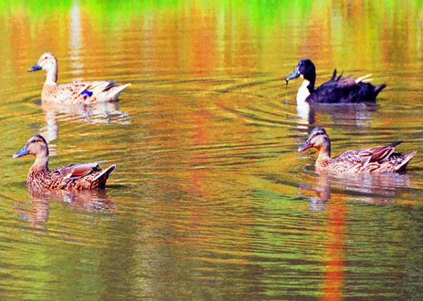 2016-07-08_Animal_Guernsey Waterfowls ����ˮ��0001.JPG