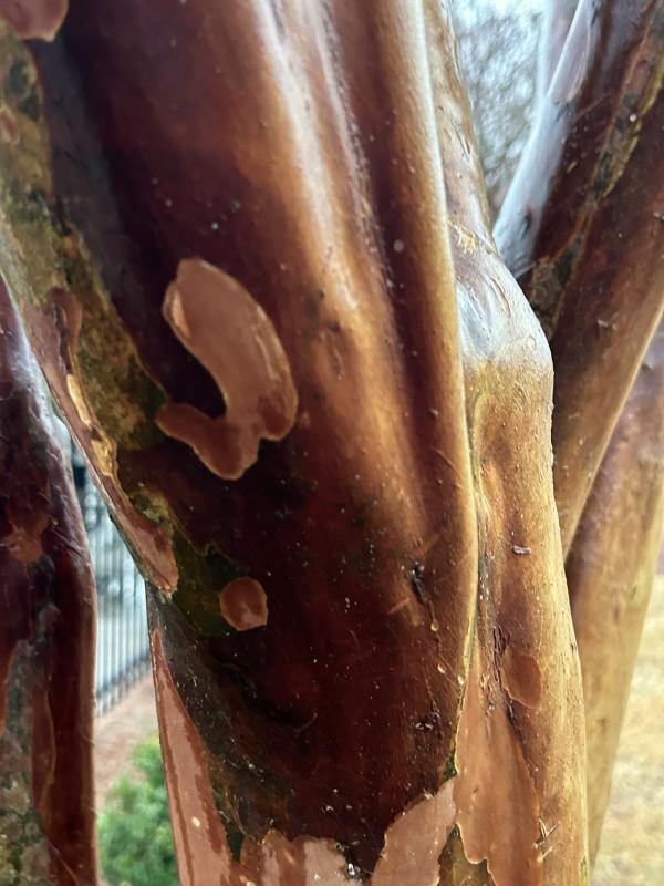 1775769869288737.jpg IMG_1292 (自定义).JPG