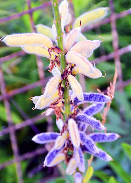 2016-06-28_Yokohama Beans ��צ��0001.JPG