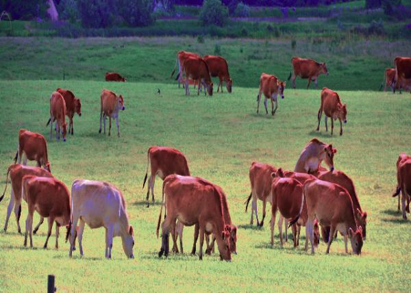 2016-07-06_Farmed Brown Swiss Cattle ��ʿ��ţ0001.JPG