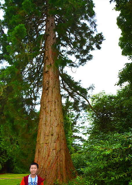 2016-07-12_Inveraray Castle_Giant Pine ��������0001.JPG
