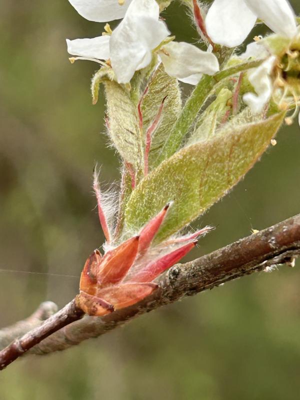 1776177825643624.jpg IMG_2663 (自定义).JPG