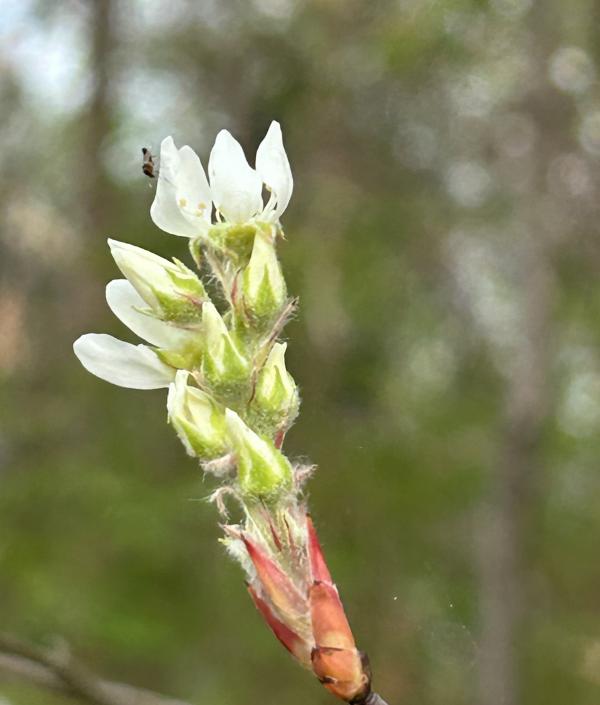 1776177934603193.jpg IMG_2649.JPG