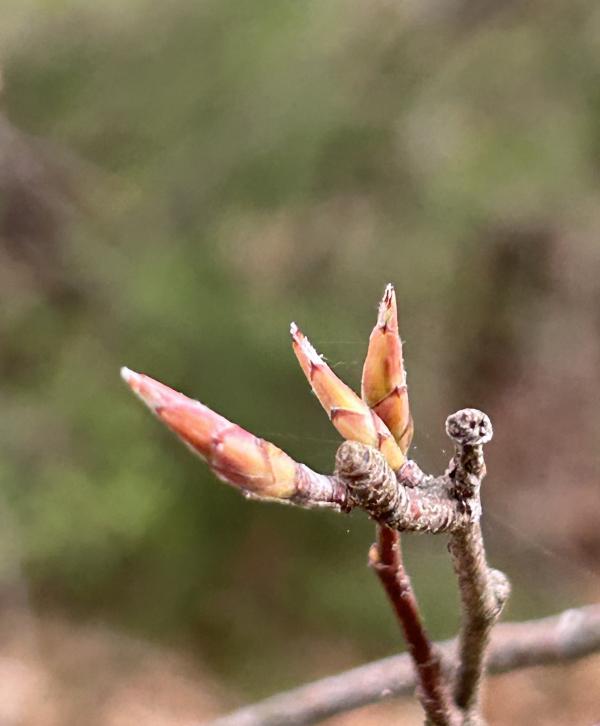 1776178333628981.jpg IMG_2655.JPG