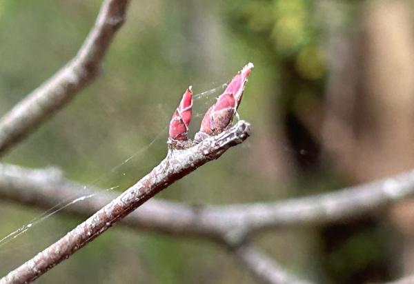 1776178489112437.jpg IMG_2660.JPG