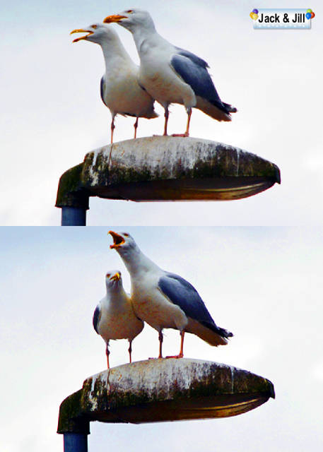 2016-07-12_Inveraray Seagulls_Jill and Jack-10001.jpg