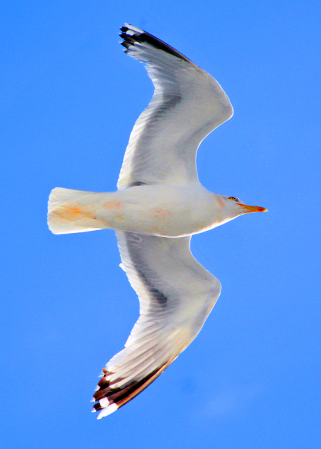 2016-07-12_Inveraray Great Black-Backed Gull��ڱ�Ÿ0001.JPG