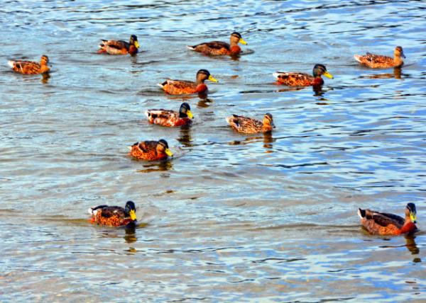2016-07-12_Luss_Wee Ducks in Loch Lomond0001.JPG
