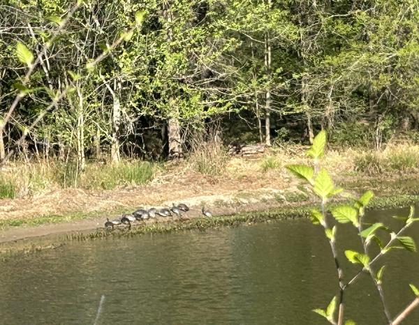 1776351682378528.jpg 0 IMG_2812.JPG