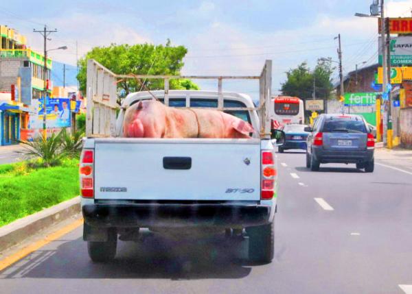 03-30-13_ Giant Pig ����0001.JPG