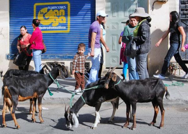 03-30-13_ Calderon_Fresh Goat Milk on Sale ����¡�򡤳�����������0001.JPG