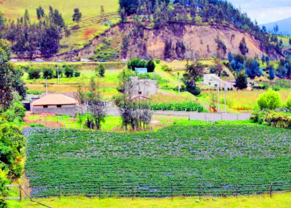 03-30-13_ Cayambe_Veggie Patch.JPG
