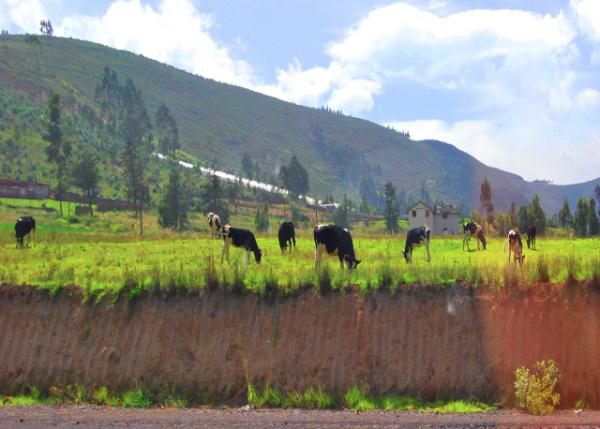 03-30-13_ Cayambe_Free-Range Cattle ����ţȺ0001.JPG