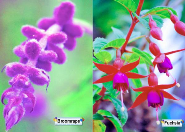 03-30-13_ Flowers-1.jpg