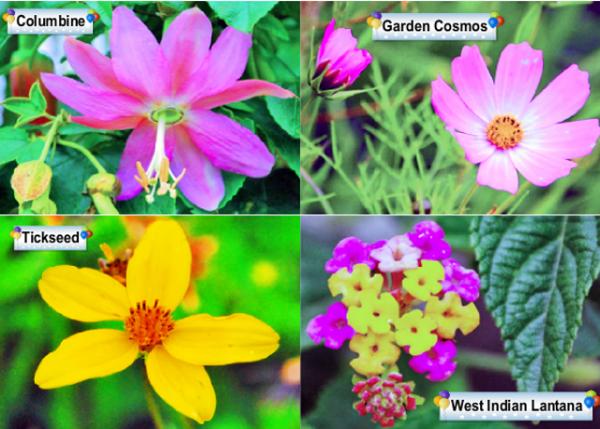 03-30-13_ Flowers-2.jpg