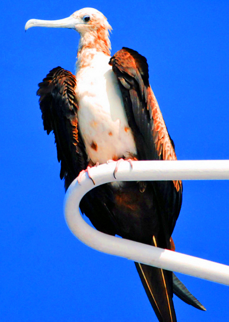 03-31-13_ Great Frigate_Juvenile ���������00010001.JPG