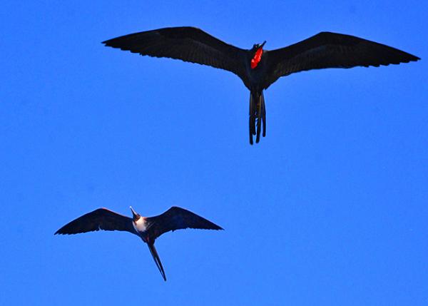 03-31-13_ Great & Nazca Frigatebird ���������-100010001.JPG