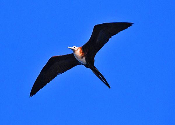 03-31-13_ Blue-footed Booby_Female ��С������0001 - Copy.JPG