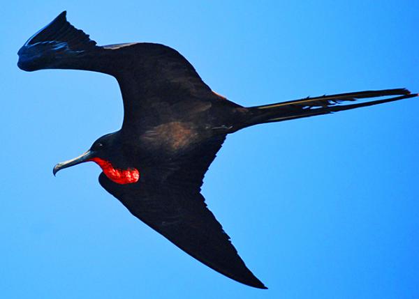 03-31-13_ Great Frigate-300010001.JPG