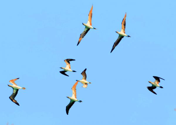 04-02-13_ Blue-footed Boobies00010001.JPG