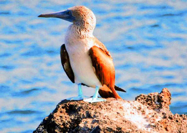04-04-13_ Blue-footed Booby a Symbol of Creativity & Dreaming ������������������������00010001.JPG