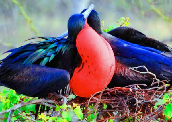 04-04-13_ Male Great Frigate w Feathers on Gular Sac.JPG