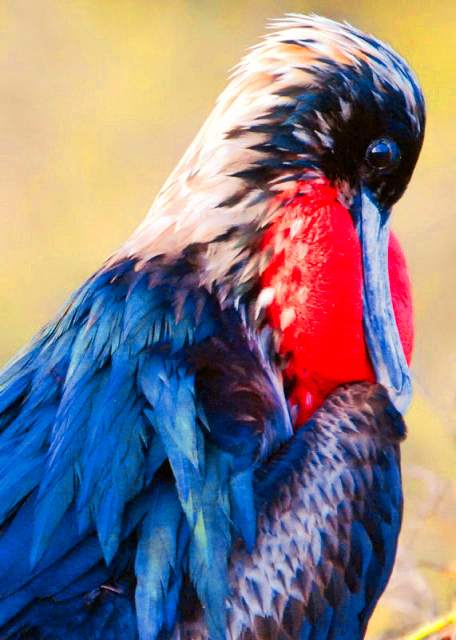 04-04-13_ Magnificant Frigate00010001.JPG