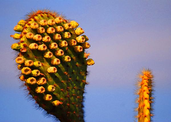 04-01-13_ Giant Prickly Pear Cactus Flower ���������ƻ�-50001.JPG