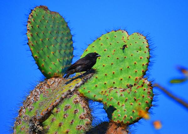 04-01-13_ Large Ground Finch �����ȸ0001.JPG