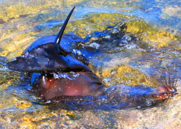 04-01-13_ Fur Sea Lion ����-40001.JPG