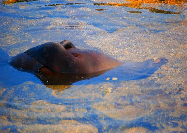 04-01-13_ Fur Seal ����-10001.JPG