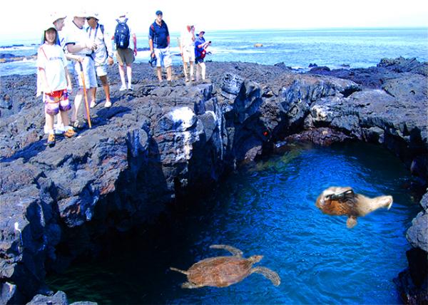 04-01-13_ Fur Seal Grotto �����Ҷ�-10001.jpg