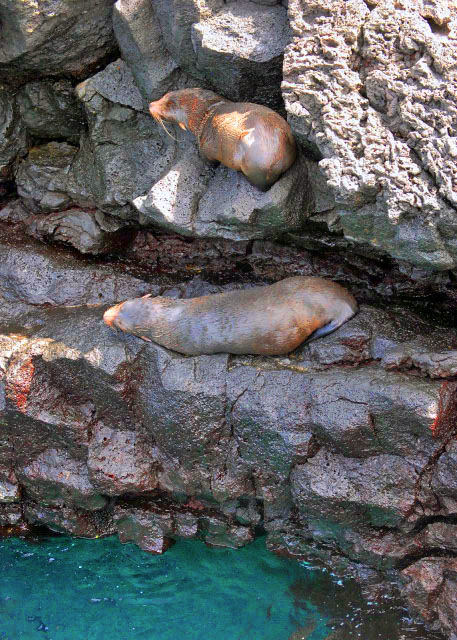 04-01-13_ Fur Sea Lion Inhabiting the Waters around Cousins Rock-100001.JPG