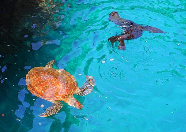 04-01-13_ Green Sea Turtle & Fur Seal �̺����뺣��-10001.JPG