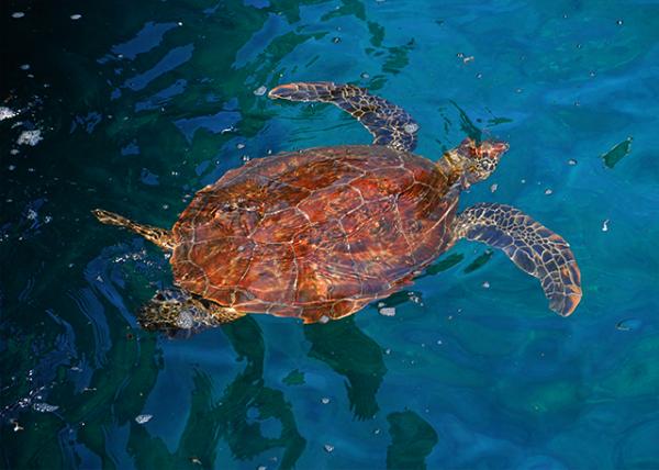 04-01-13_ Green Sea Turtle�̺���-30001.jpg