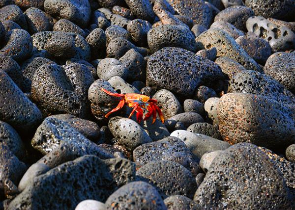 04-01-13_ Santiago Is_Scoria, a Porous, Dark Volcanic Rock Rich in Gas Bubbles.JPG