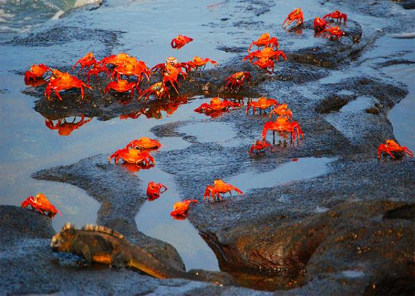 04-01-13_ Sally Lightfoot Crab & Marine Iguana ��ʯз�뺣����-40001.JPG