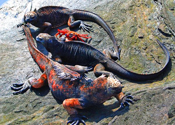 04-01-13_ Marine Iguana & Sally Lightfood Crab ���������ʯз-10001.JPG