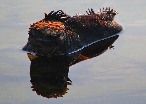 04-01-13_ Marine Iguana ������-100001.JPG