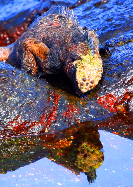04-01-13_ Marine Iguana-70001.JPG