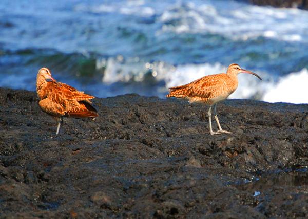 04-01-13_ Whimbrels  �����-20001.JPG
